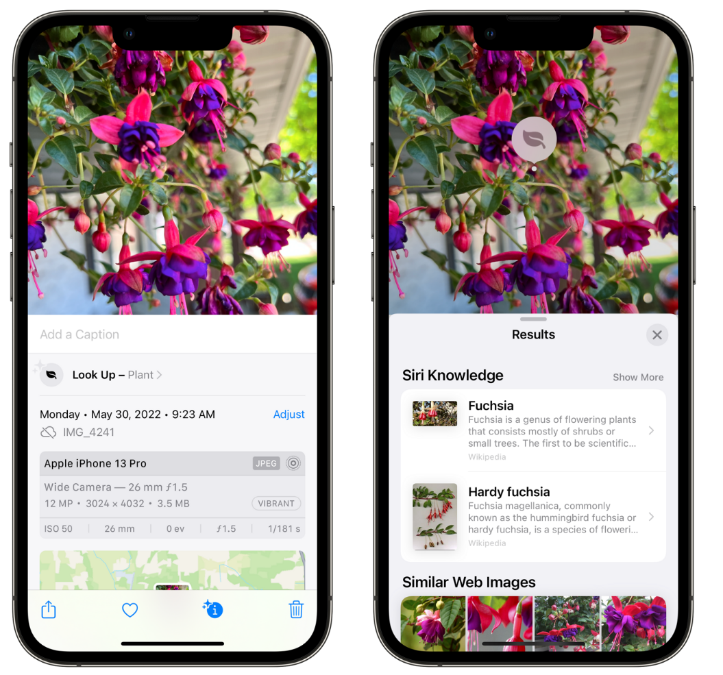 普兰苹果手机维修分享小技巧：使用 iPhone 相机识别花卉植物 